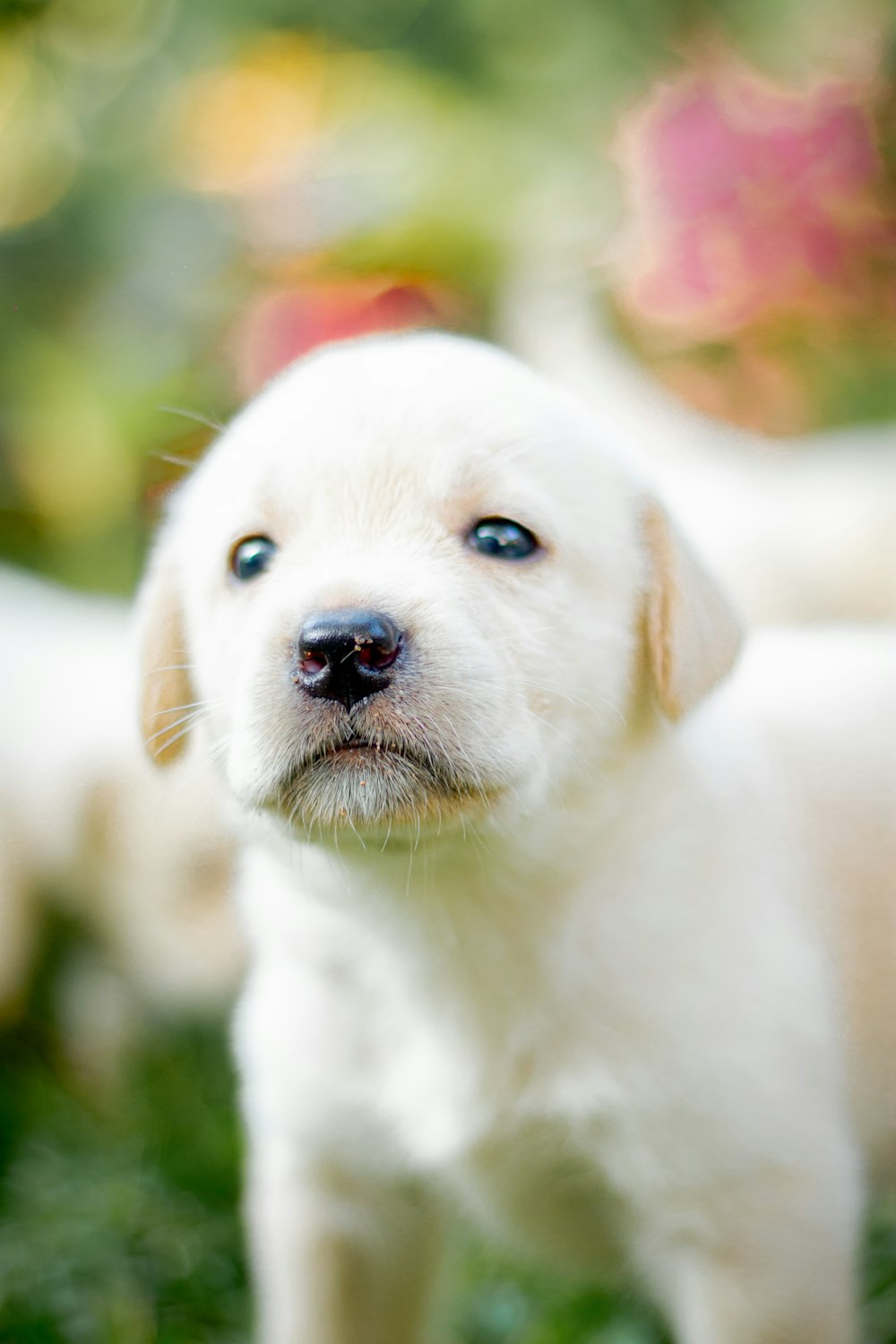 a close up of a small white dog