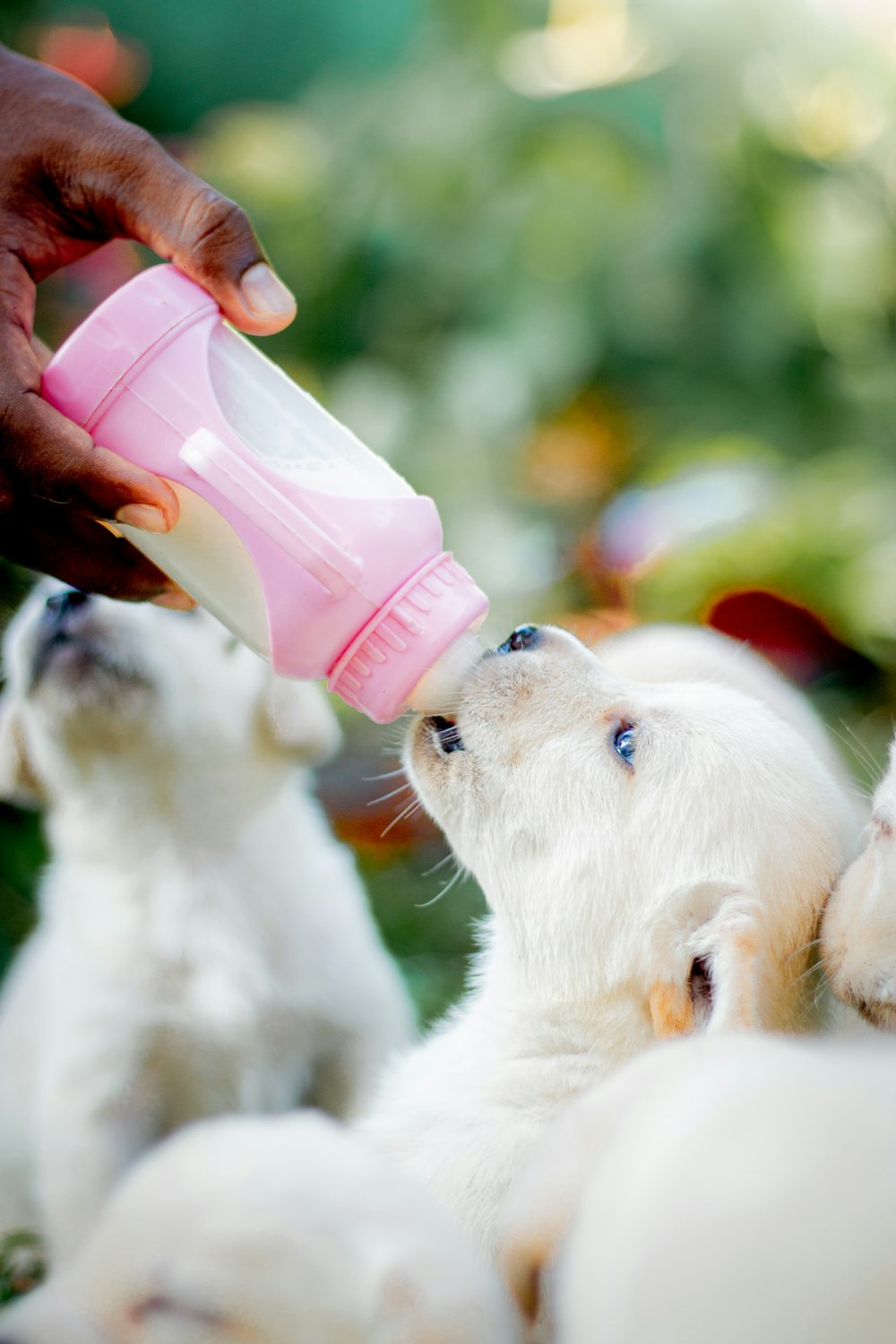 a person feeding a small dog with a bottle