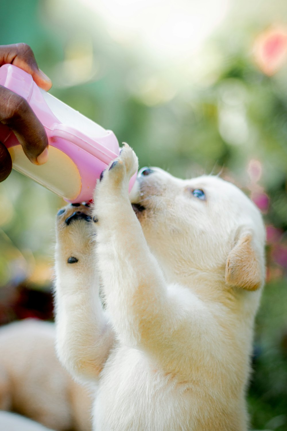 Un cucciolo di orso polare che beve da una bottiglia