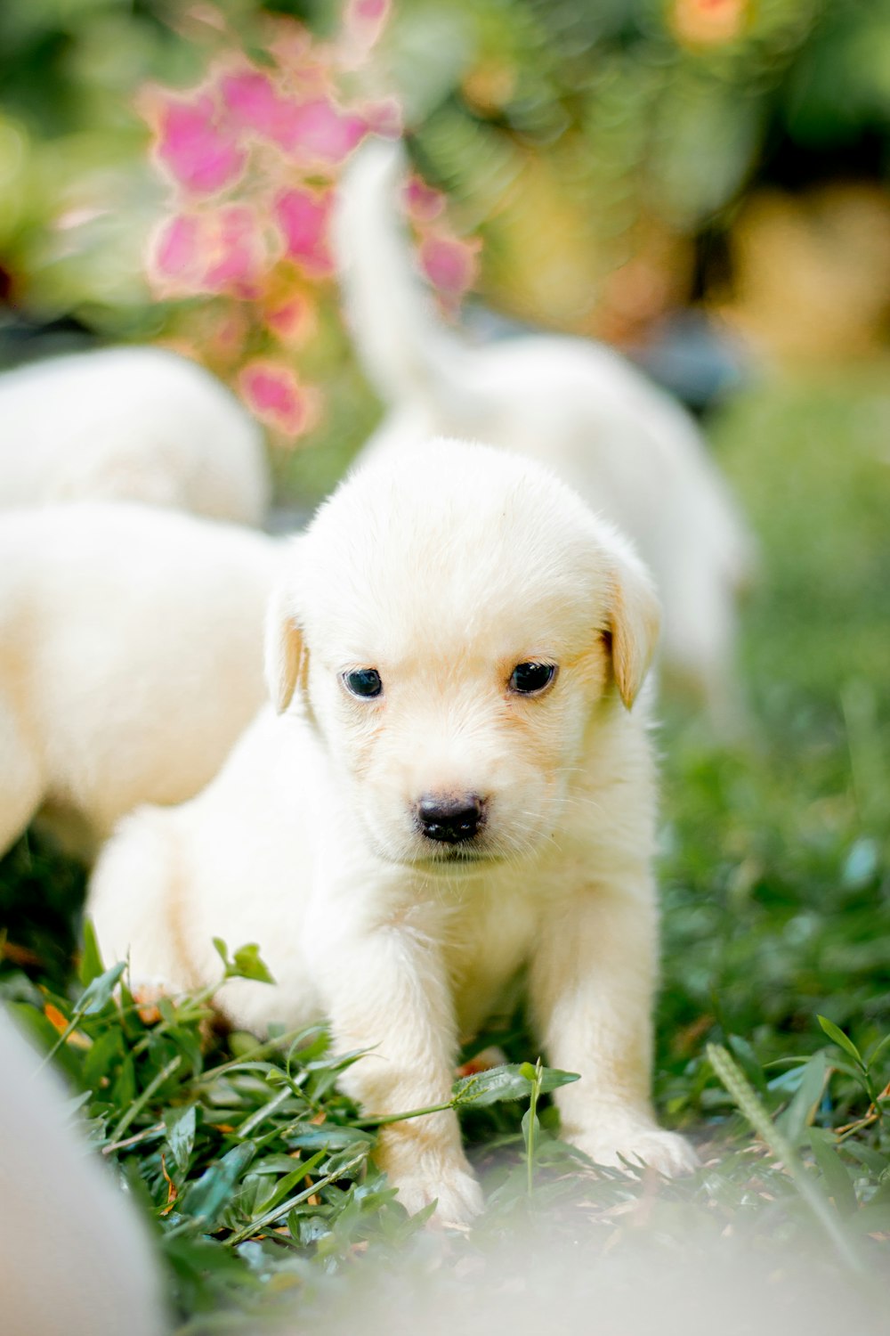 a group of white puppies standing on top of a lush green field