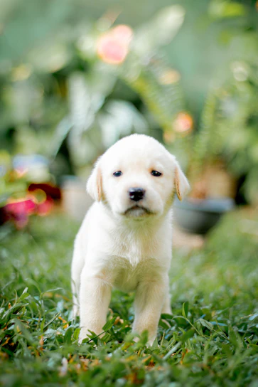 A playful Labrador puppy exploring a sunny garden with bright green grass