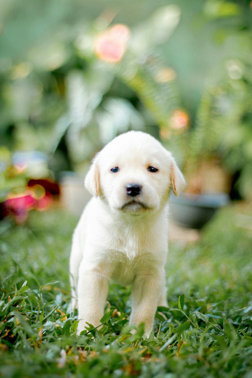 a small white puppy standing on top of a lush green field