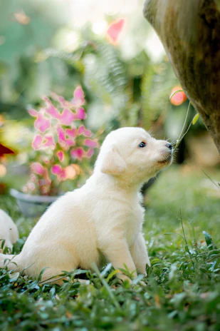 A cheerful West Highland White Terrier puppy sitting in a sunlit garden surrounded by colorful flowers.