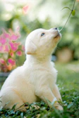 A close-up of a playful lilac French Bulldog puppy sitting on soft grass in Rowlett.