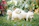 Golden Retriever puppy playing happily in a sunny garden with a family.