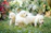 Golden retriever puppy happily playing in a sunny garden with a family.
