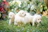 Golden retriever puppy happily playing in a sunny garden with a family.