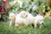 A happy family playing with their golden retriever puppy in a sunny garden.