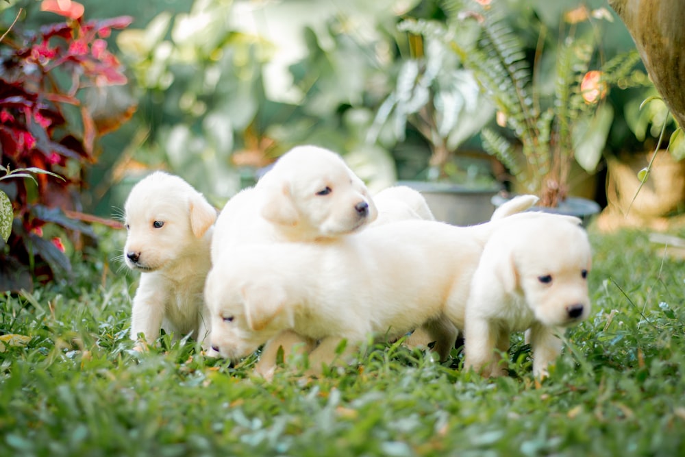 a group of four white puppies standing on top of a lush green field