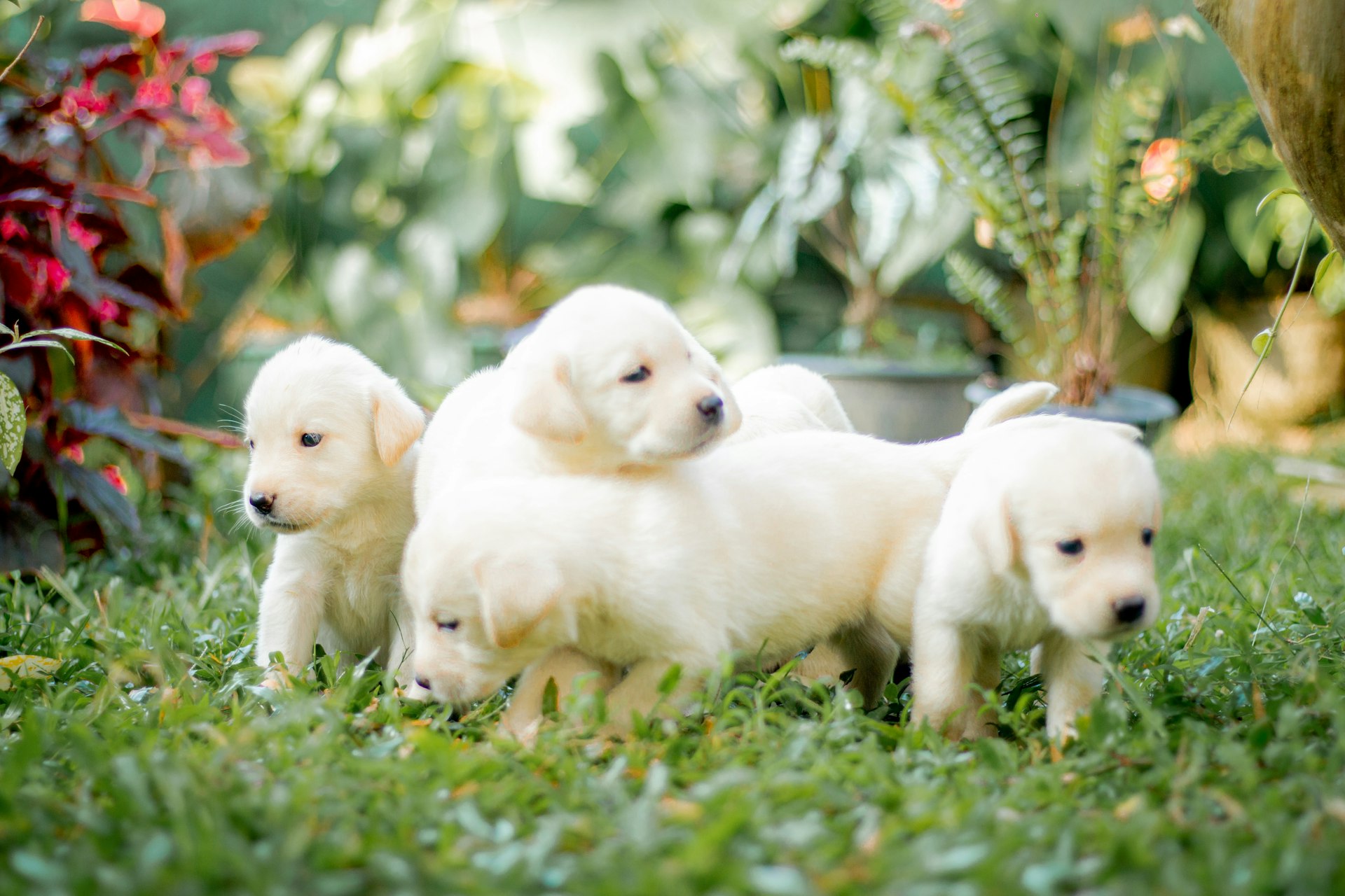 Happy cream-colored goldendoodle puppy