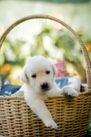 Close-up of a Maltese puppy’s bright eyes and tiny nose peeking out from a cozy knitted basket.