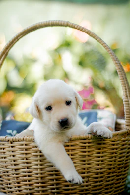 A joyful teacup Chihuahua puppy with big ears peeking out from a woven basket.