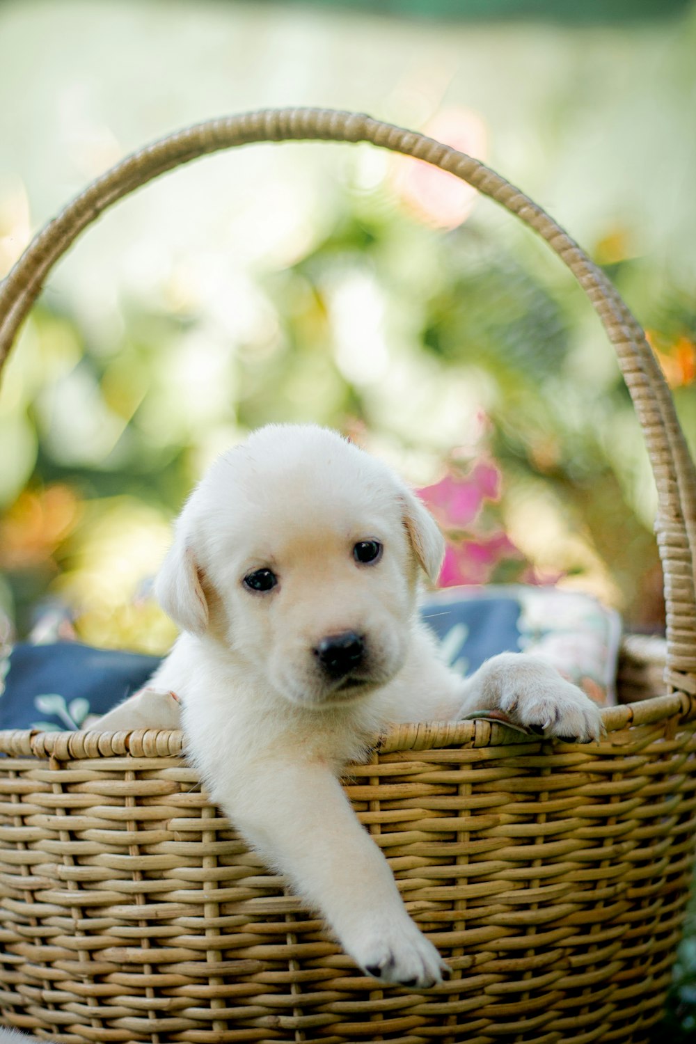a white puppy sitting in a wicker basket