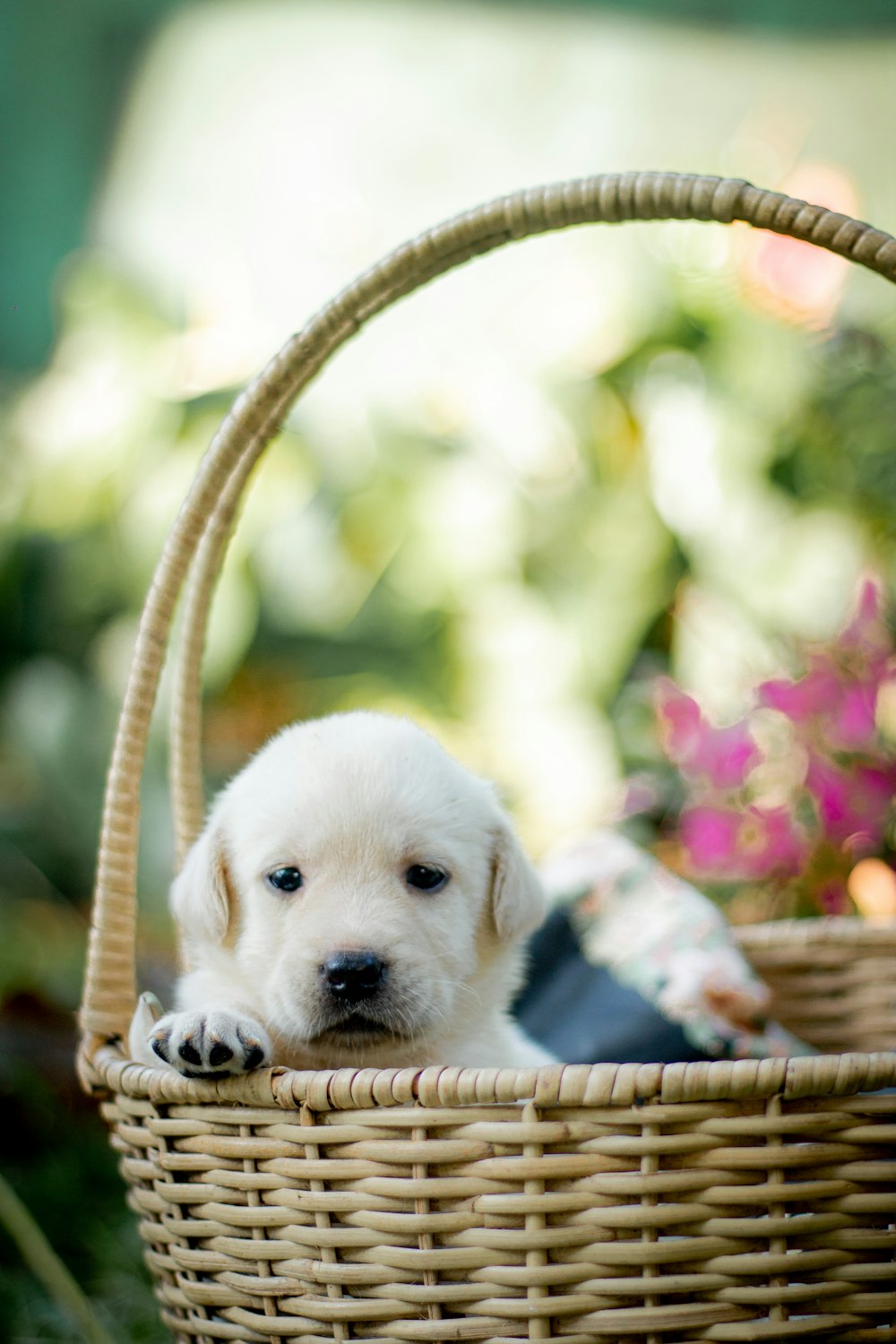 a white puppy is sitting in a basket