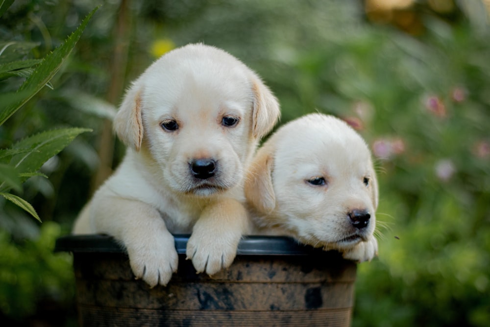 two puppies are sitting in a bucket outside
