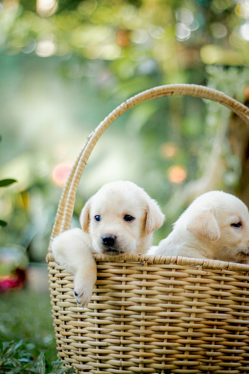 two puppies are sitting in a basket outside