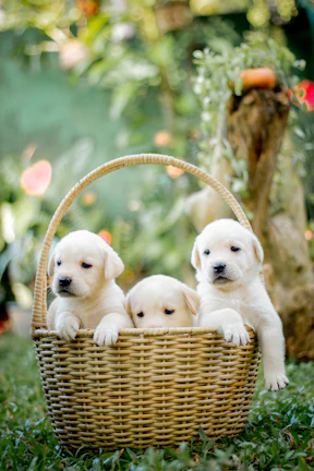 a group of puppies sitting in a basket