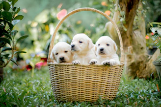 a group of puppies sitting in a basket