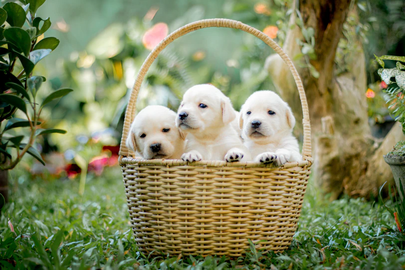 a group of puppies sitting in a basket