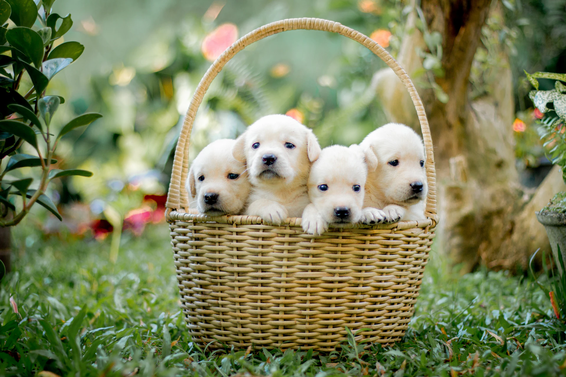 a group of puppies sitting in a basket