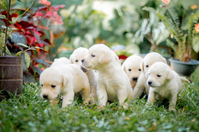 Shiba Inu puppies playing in a lush garden illuminated by soft natural light.