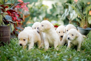 A group of adorable puppies play together on a grassy surface surrounded by vibrant plants. The puppies, with their soft, light-colored fur, are huddled closely, exploring their environment with curiosity. Lush greenery and colorful leaves provide a lively and natural backdrop.