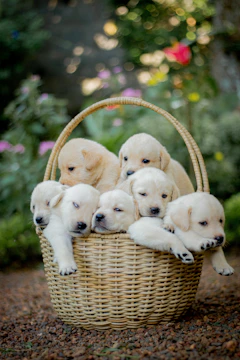 Volunteers gently caring for rescued puppies in a sunny outdoor shelter.
