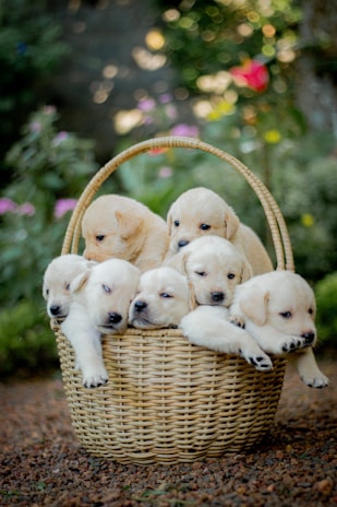 A group of happy puppies waiting for adoption in a cozy shelter.