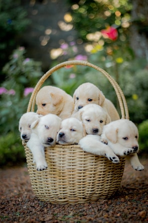 A group of happy springers cuddled together inside a cozy, pet-friendly kennel space.