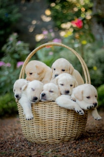 A group of adorable puppies is snuggled together in a wicker basket. The setting is outdoors, with a blurred background of greenery and flowers. The puppies are light-colored and appear content and sleepy.