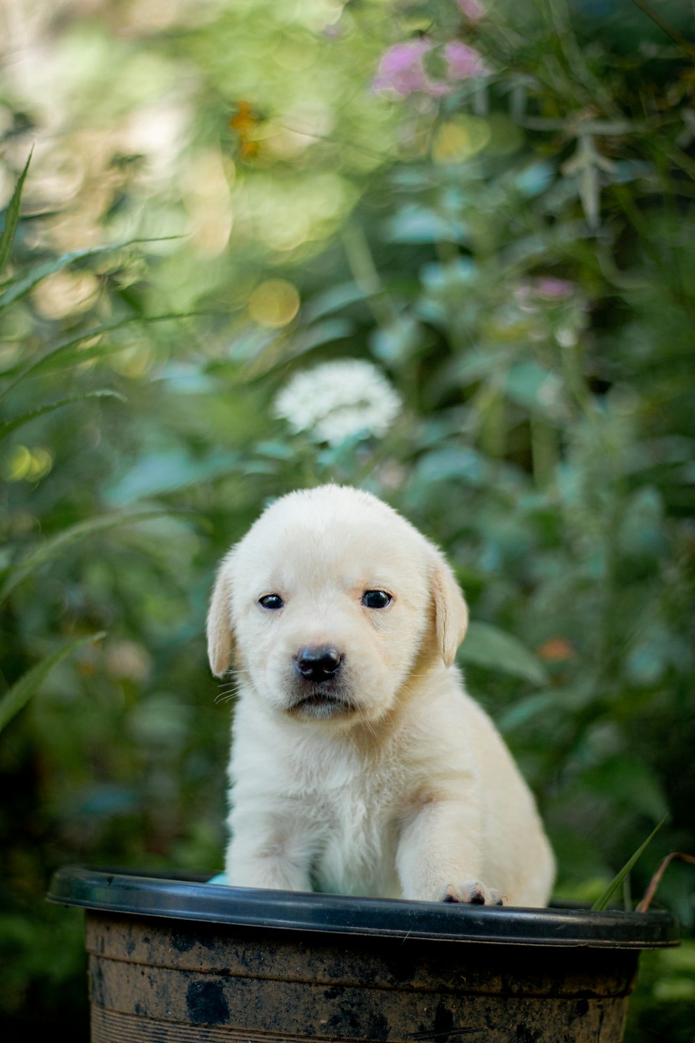 a puppy is sitting in a bucket outside