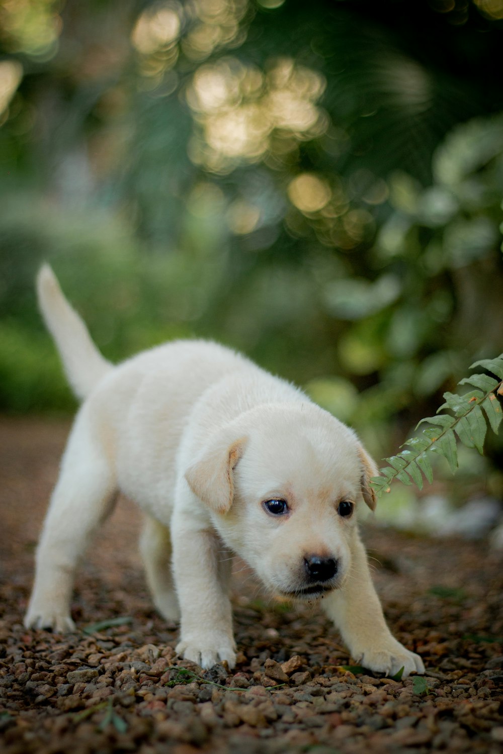 a small white puppy standing on top of a dirt road
