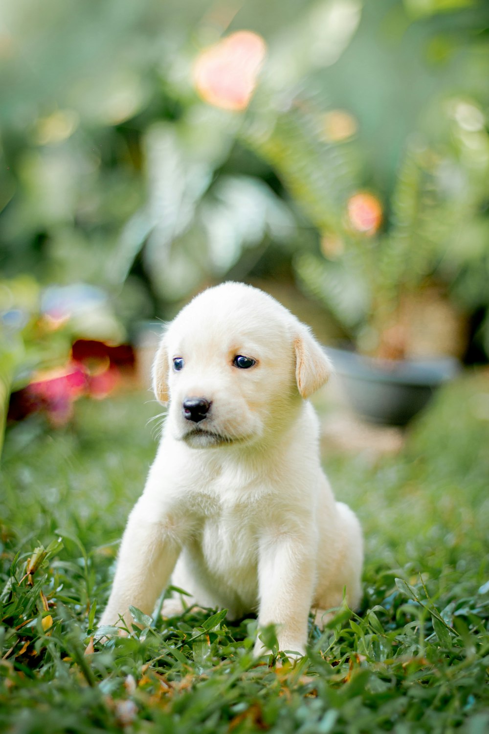 a small white puppy sitting on top of a lush green field