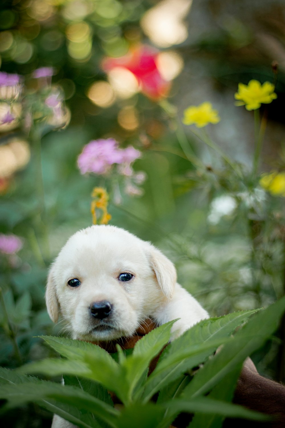 a puppy is sitting in the middle of some flowers