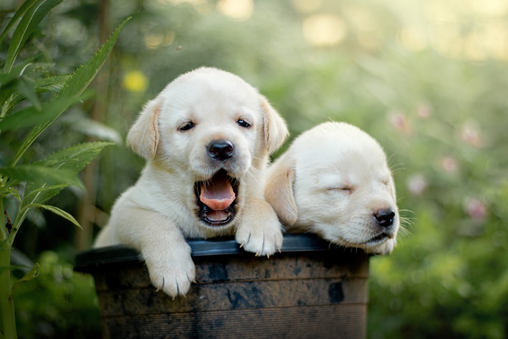 two white puppies are sitting in a trash can