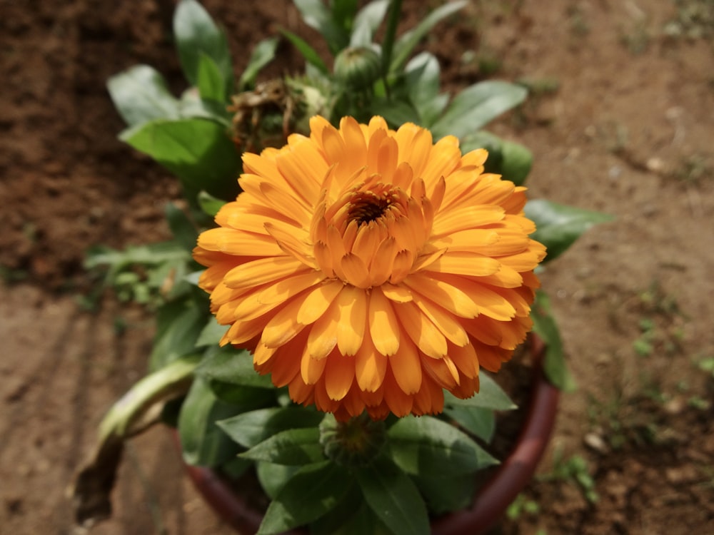 a close up of a flower in a pot