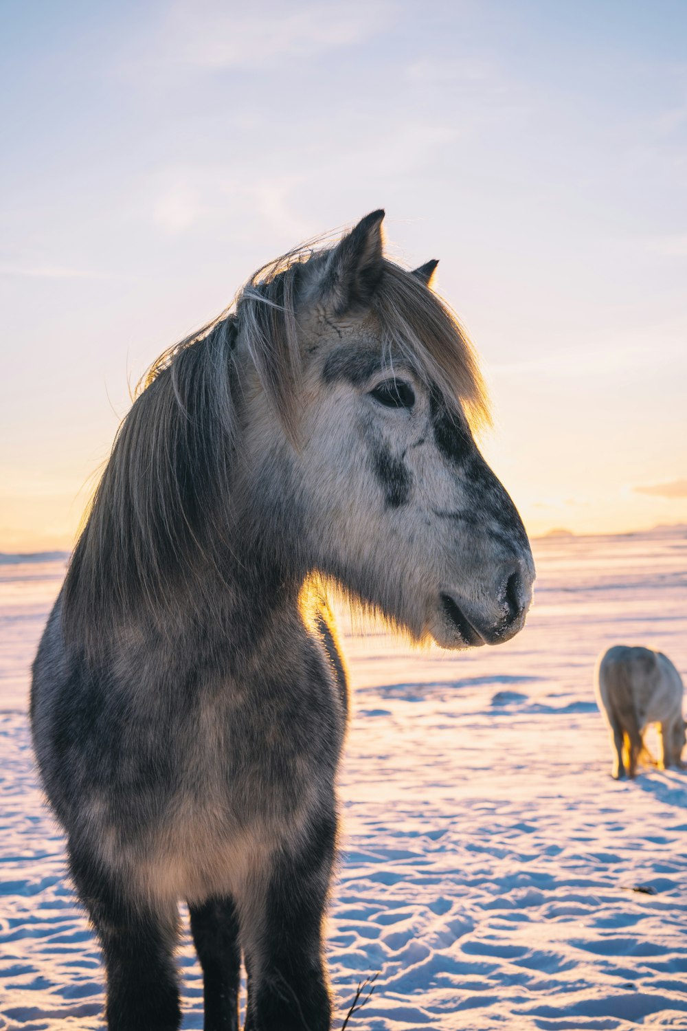 a horse standing on top of a snow covered field