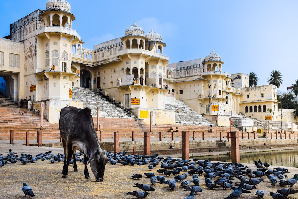 a cow standing in front of a bunch of pigeons