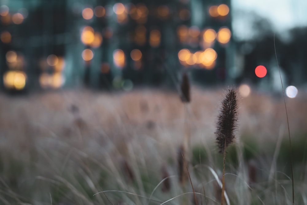 a blurry photo of a field with a building in the background