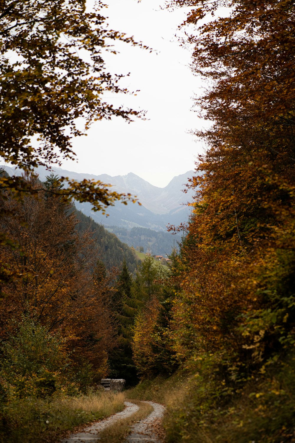 a dirt road surrounded by trees with mountains in the background