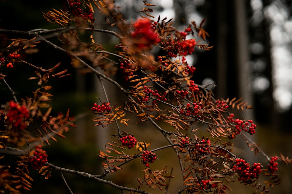 a branch with red berries on it in a forest