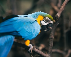a blue and yellow parrot perched on a tree branch