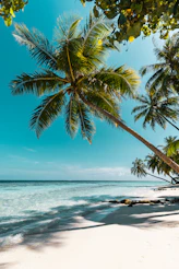 a beach with palm trees and the ocean in the background