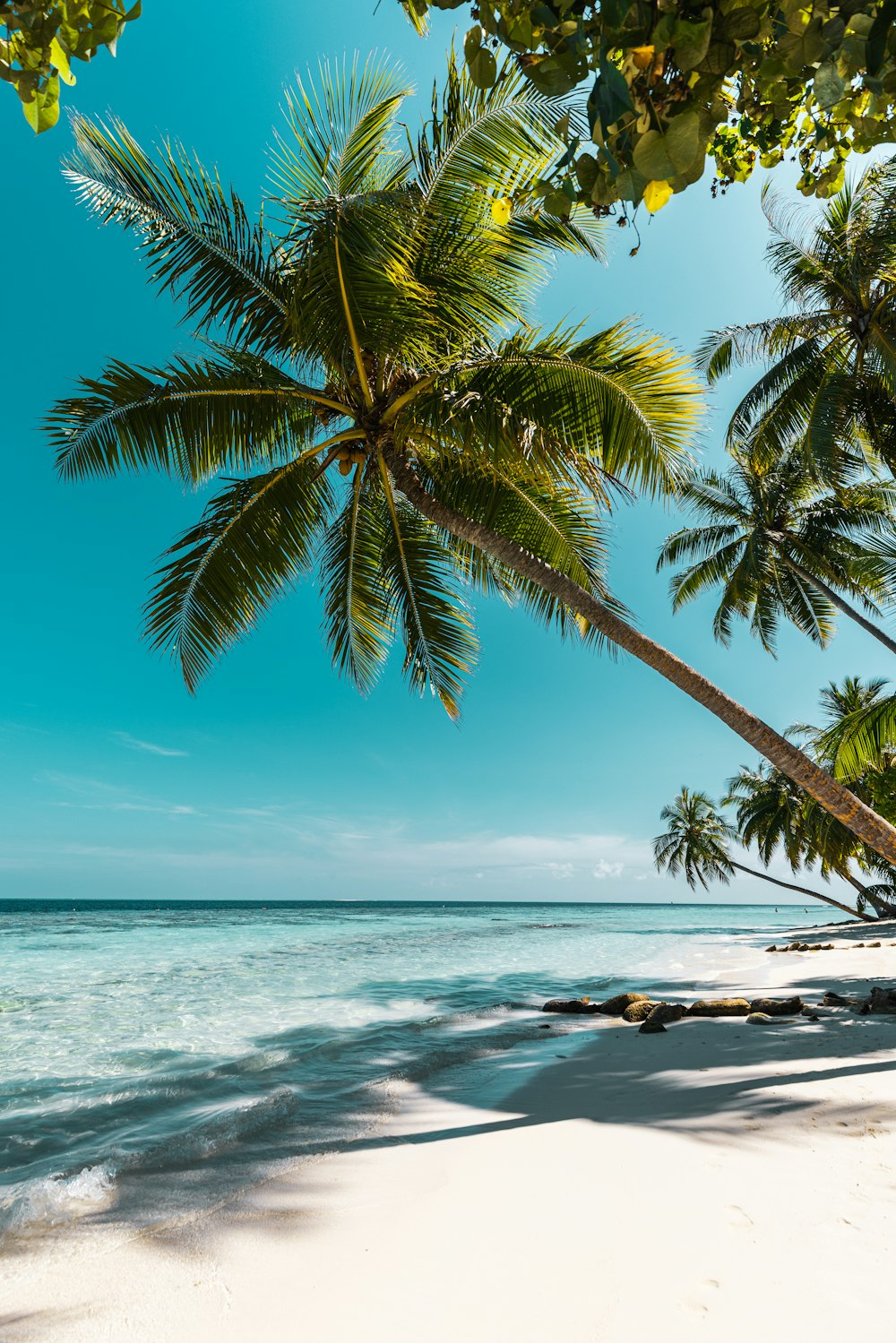 Ein Strand mit Palmen und dem Meer im Hintergrund