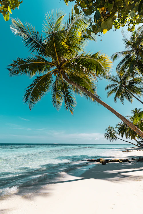 Tropical beach with palm trees