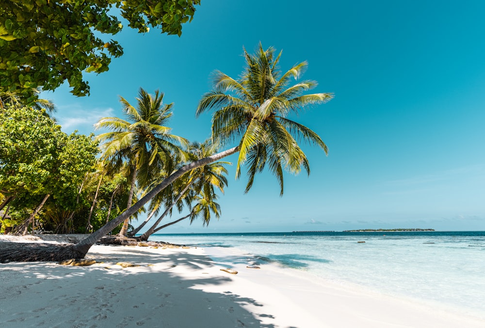 a tropical beach with palm trees and clear water