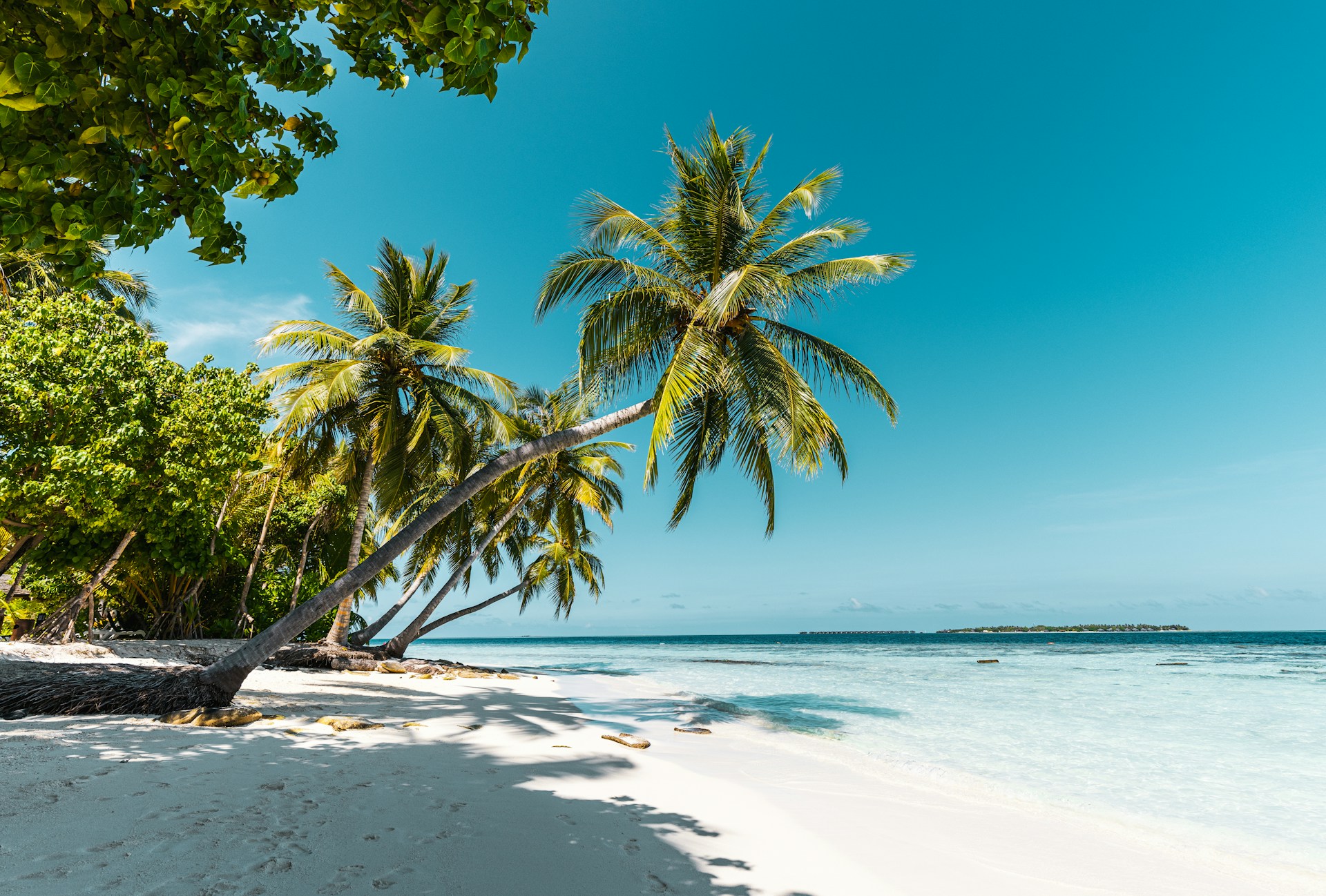 a tropical beach with palm trees and clear water