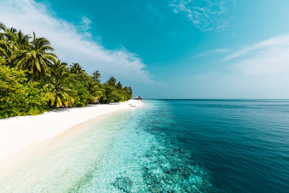 a tropical beach with palm trees and clear water