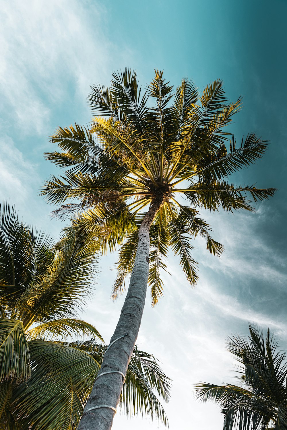 a palm tree with a blue sky in the background