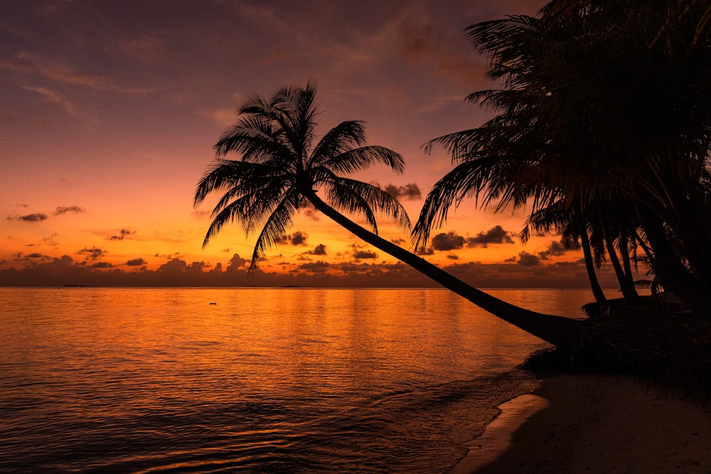 a palm tree on a beach with a sunset in the background